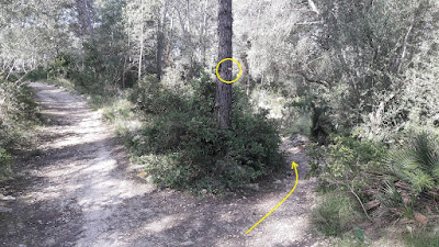 La Pobla de Montornès a Tarragona GR-92, camí per l'interior del bosc a l'entrada de l'urbanització de Els Monnars