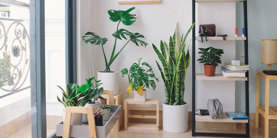 Indoor Live Plants For A Healthy Home