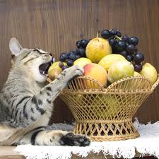 los gatos que frutas pueden comer