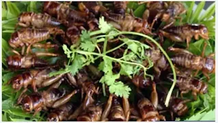 locust meal