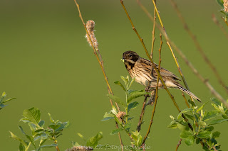 Rohrammer Naturfotografie Nikon Naturschutzgebiet
