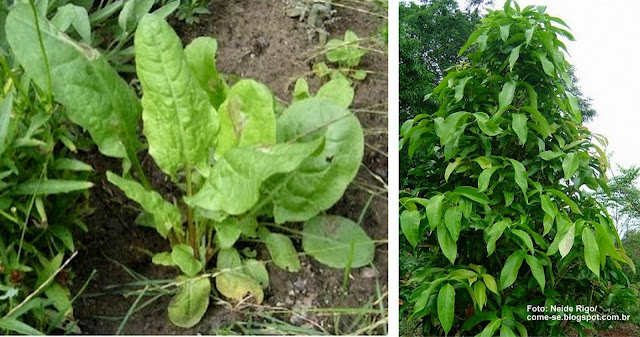 Verduras mineiras: azedinha e ora-pro-nobis