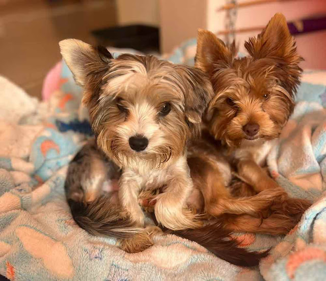 14 week old male Yorkshire Terrier puppies