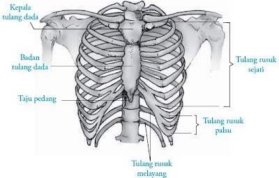bagian depan menempel pada bab kepala tulang dada dan Pintar Pelajaran Tulang Rusuk Manusia