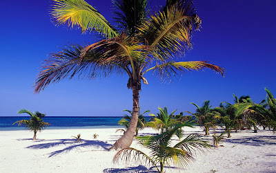 palm_tree_pictures