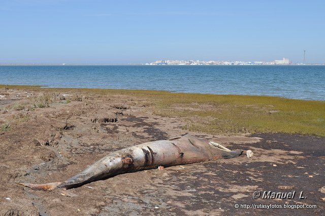 Salina Dolores y molino de marea de La Roqueta