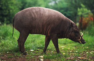 babirusa