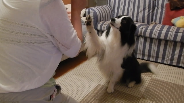 保護犬 ボーダーコリー トーマ