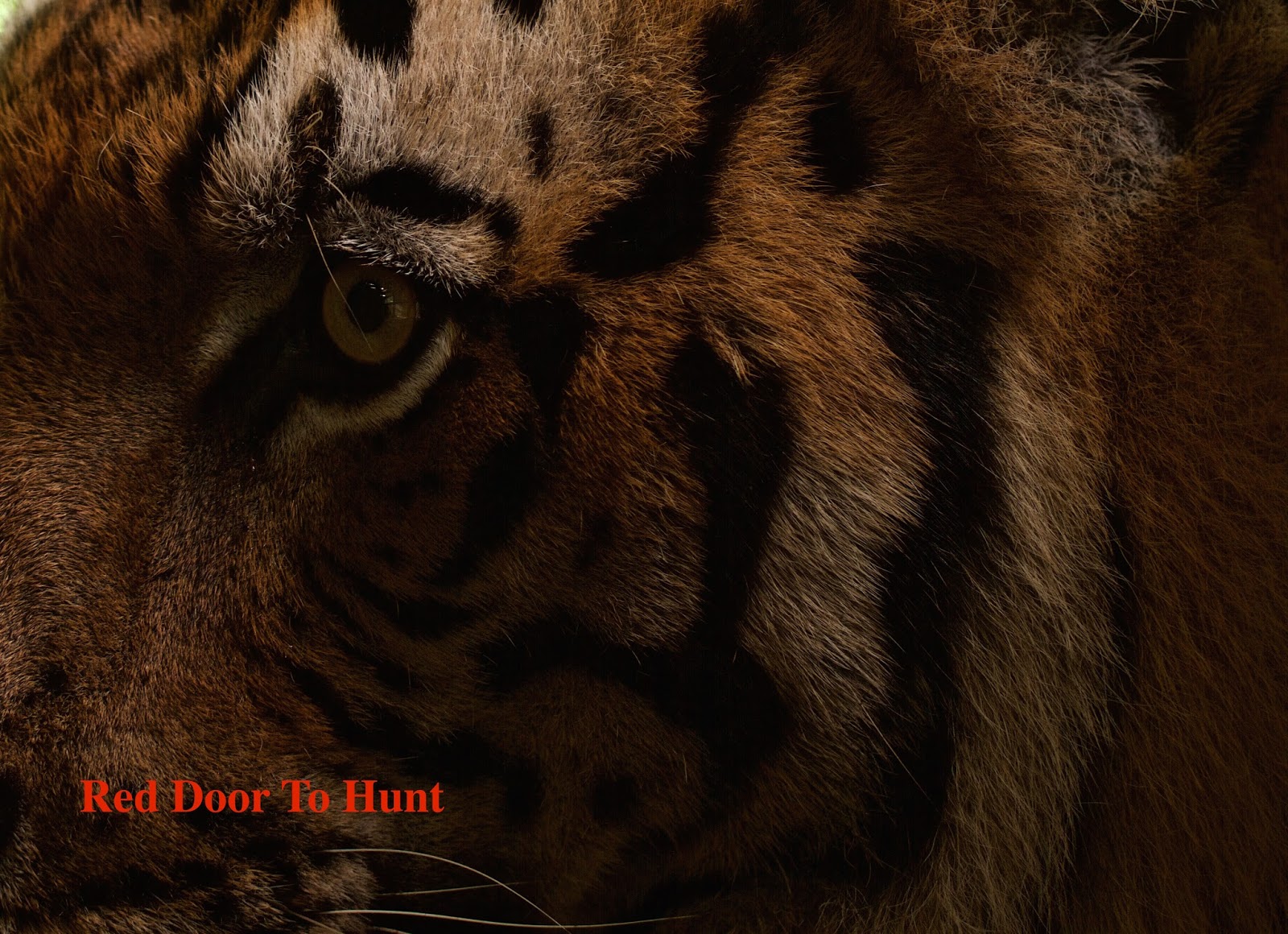RED Door To Hunt Sejarah Pemburuan Halal Harimau Belang 
