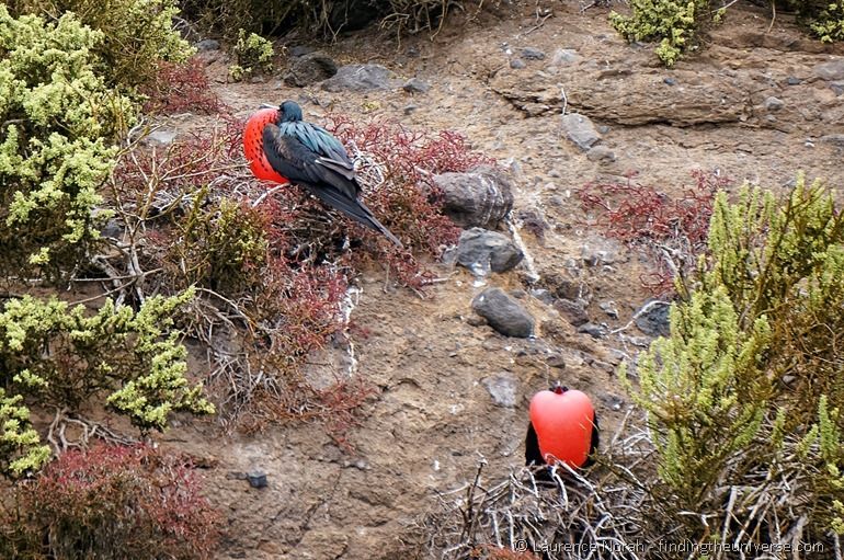 Männliche Fregattvögel auf der Balz - Galapagos