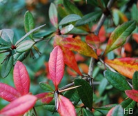 Laub der Berberitze im Herbst © H. Brune