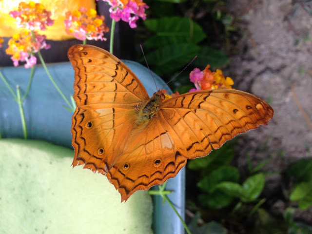 Butterfly Park in Luang Prabang