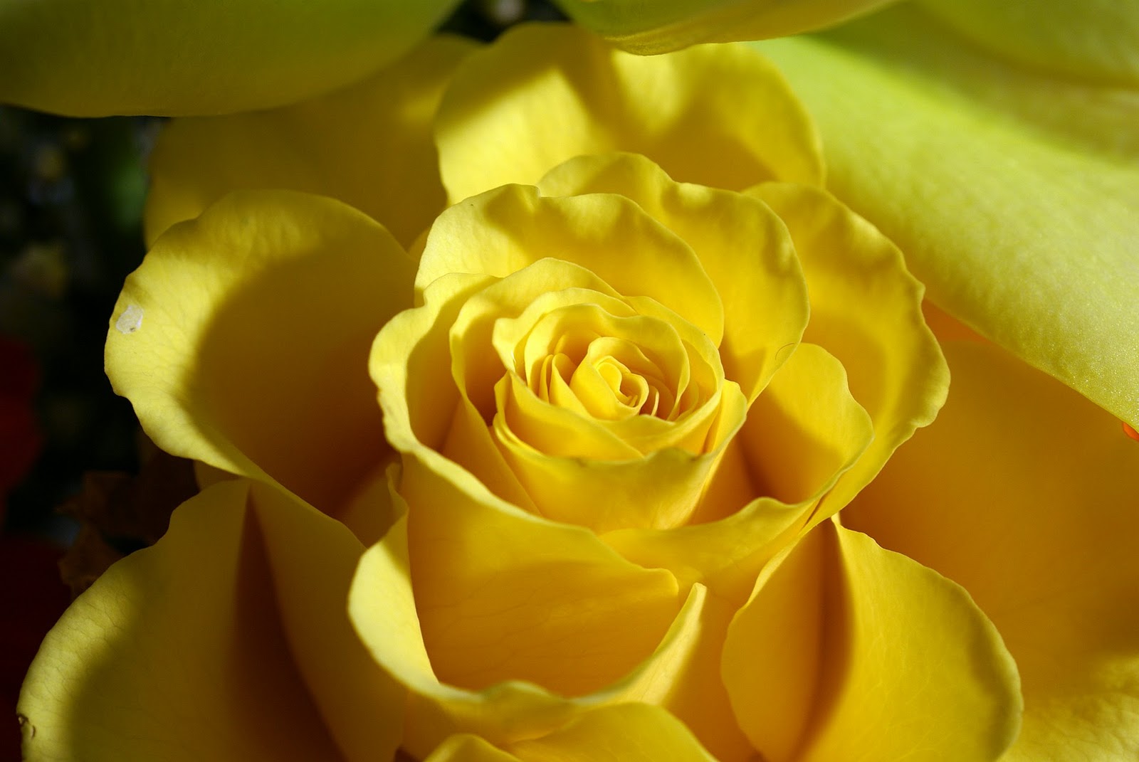 Yellow Flower Wallpaper