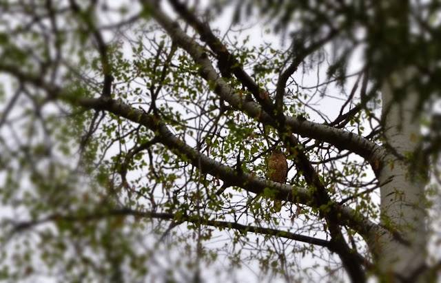 Cooper's Hawk sitting in a poplar tree at a distance. cohanmagazine.blogspot.com