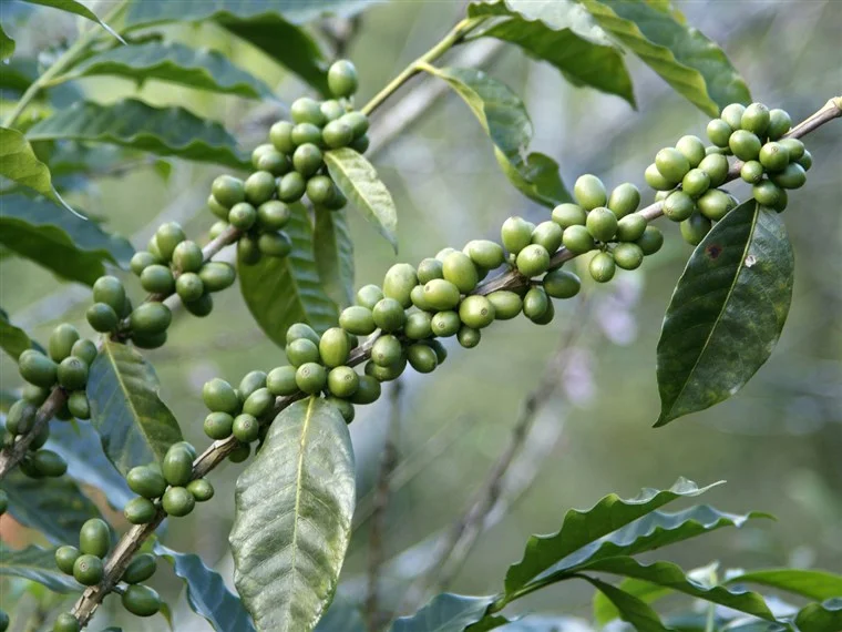 Green Coffee Beans for Lose Weight