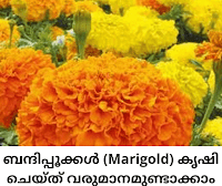 Marigold Cultivation - Good Profit - ലാഭം വിരിയും ബന്ദിപ്പൂക്കൾ