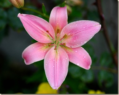 lilly