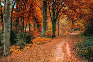 Maple trees with orange leaves on a forest lane strewn with fallen orange foliage.