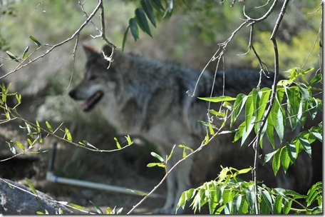 Living Desert, Ca 103
