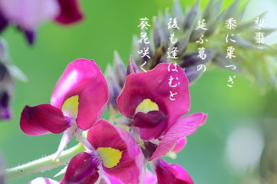 葛の花