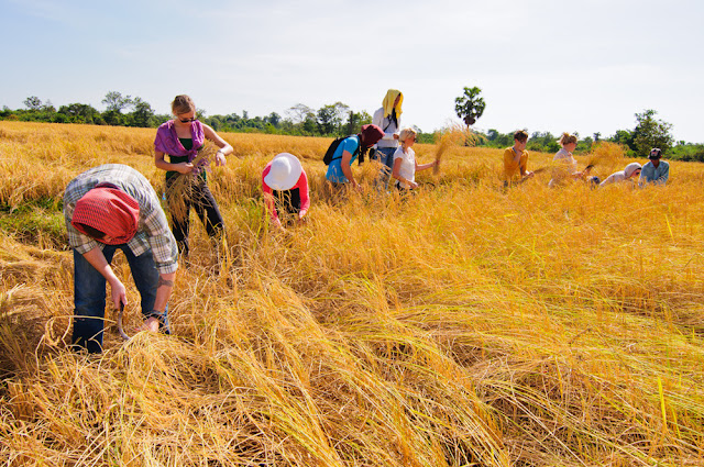 Harvesting season make all the smile on Cambodian face