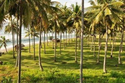  Gambar  Pohon  Kelapa  di Pantai Hitam Putih Kartun dan 