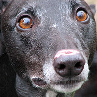 Dog, Dog Adoption, Greyhound, Greyhound Adoption, London Dog Adoption