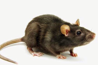 Tips & Cara Mengusir Tikus Rumah Dengan Alami