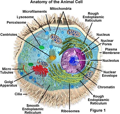 Animal structure - unlabeled, Diagram of an animal cell without labels