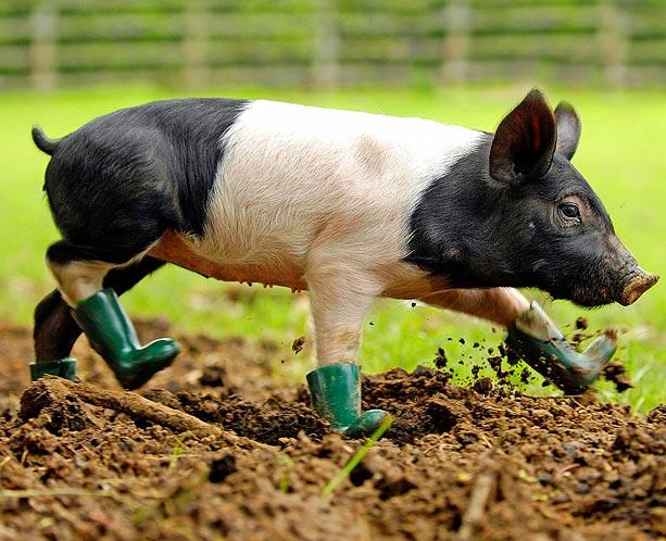 Pigs wear Boots Seen On www.coolpicturegallery.us