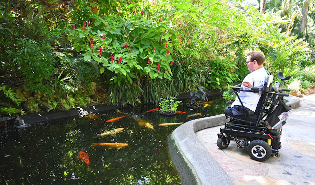 Kyle looks into the large koi pond, surrounded by ferns and trees that are bright green. This fish are variations of orange, black, white, and yellow. Kyle stands at a section of the pond that is curved, which lets him see the entire pond easier.