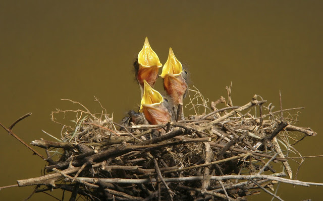 nestlings, nest