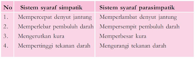 Sistem Saraf Tak Sadar/Otonom (Saraf Simpatik dan Parasimpatik) serta Urutan Mekanisme Gerak Refleks dan Gerak Biasa
