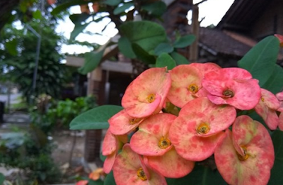 Hasil Jepretan Foto Kamera Xiaomi Redmi Note 3 Pro Macro