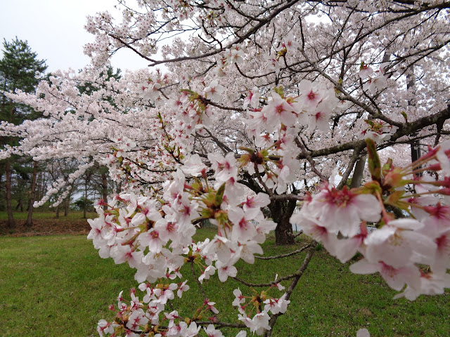 藍野公民館の隣の桜公園のソメイヨシノ桜