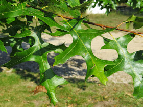 oak tree