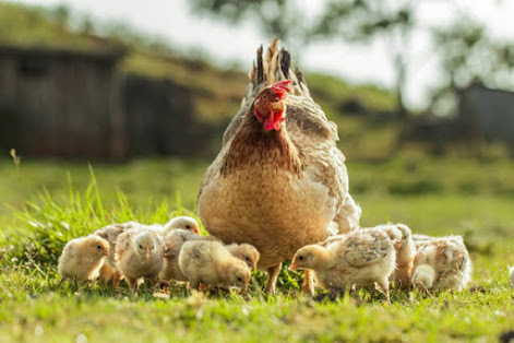 A hen with chicks.