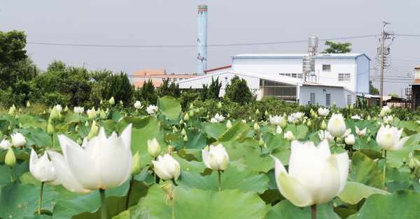 台中后里|舊社里白荷花池|賞白荷不用到白河|后里環保公園旁