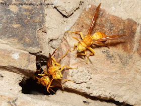 Yellow Paper Wasp