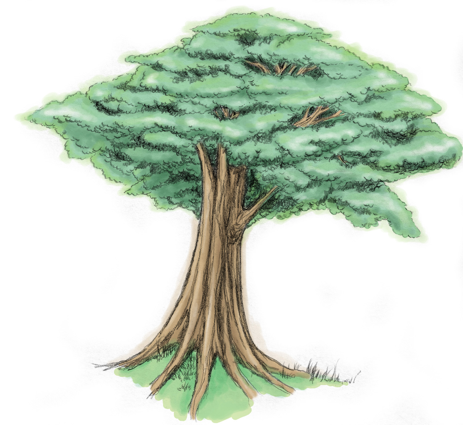 Sang Pohon Jati Yang Congkak Dongeng Yunani Dongeng Anak Anak Dunia