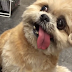 Marnie le chien qui a une langue trop pesante … TROP DRÔLE !!!
