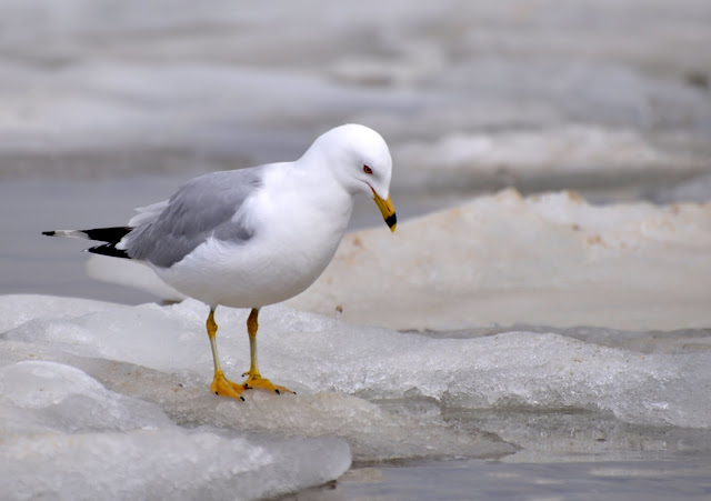 gull wallpaper,gull images;gull photo,gull picture,beautiful gull,cute gull,Pacific Gull, Larus pacificus, Belcher's Gull, Larus belcheri, Olrog's Gull, Larus atlanticus Black-tailed Gull, Larus crassirostris ,Heermann's Gull, Larus heermanni,Common Gull or Mew Gull, Larus canus,Ring-billed Gull, Larus delawarensis,California Gull, Larus californicusGreat Black-backed Gull, Larus marinus,Kelp Gull, Larus dominicanus, (called "Southern Black-backed Gull" or "Karoro" in New Zealand),Cape Gull, Larus dominicanus vetula,Glaucous-winged Gull, Larus glaucescens,Western Gull, Larus occidentalis,Yellow-footed Gull, Larus livens,Glaucous Gull, Larus hyperboreus,Iceland Gull, Larus glaucoides,Kumlien's Gull, Larus glaucoides kumlieni Thayer's Gull, Larus thayeri,European Herring Gull, Larus argentatus,Heuglin's Gull, Larus heuglini,American Herring Gull,Larus smithsonianus,Yellow-legged Gull,Larus michahellis,Caspian Gull, Larus cachinnans,East Siberian Herring Gull, Larus vegae,Armenian Gull,Larus armenicus,Slaty-backed Gull,Larus schistisagus,Lesser Black-backed Gull,Larus fuscus,White-eyed Gull,Ichthyaetus leucophthalmus,Sooty Gull,Ichthyaetus hemprichii,Great Black-headed Gull,Ichthyaetus ichthyaetus,Audouin's Gull, Ichthyaetus audouinii,Mediterranean Gull, Ichthyaetus melanocephalus,Relict Gull, Ichthyaetus relictus,Dolphin Gull, Leucophaeus scoresbii,Laughing Gull, Leucophaeus atricilla,Franklin's Gull, Leucophaeus pipixcan,Lava Gull, Leucophaeus fuliginosus,Gray Gull, Leucophaeus modestus,Silver Gull, Chroicocephalus novaehollandiae,Red-billed Gull, Chroicocephalus scopulinus,Hartlaub's Gull, Chroicocephalus hartlaubii,  Brown-hooded Gull, Chroicocephalus maculipennis,Gray-hooded Gull, Chroicocephalus cirrocephalus,Andean Gull, Chroicocephalus serranus,Black-billed Gull, Chroicocephalus bulleri,Brown-headed Gull, Chroicocephalus brunnicephalus,Black-headed Gull, Chroicocephalus ridibundus,Slender-billed Gull, Chroicocephalus genei,Bonaparte's Gull, Chroicocephalus philadelphia,