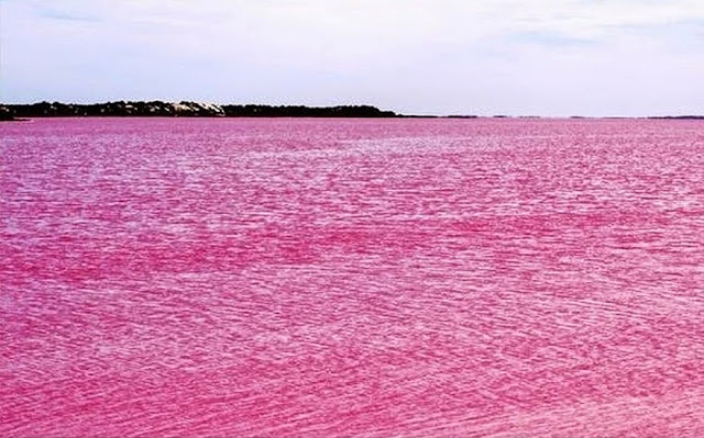 pink hillier lake, pink hillier lake western Australia, wonder of nature, Australia, island of country, lake, amazing pictures, unbelievable pictures 