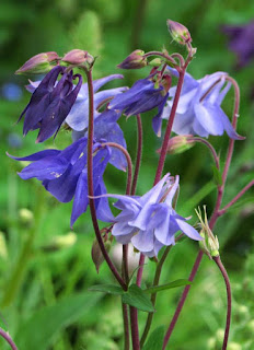 Aquilegia hybrid