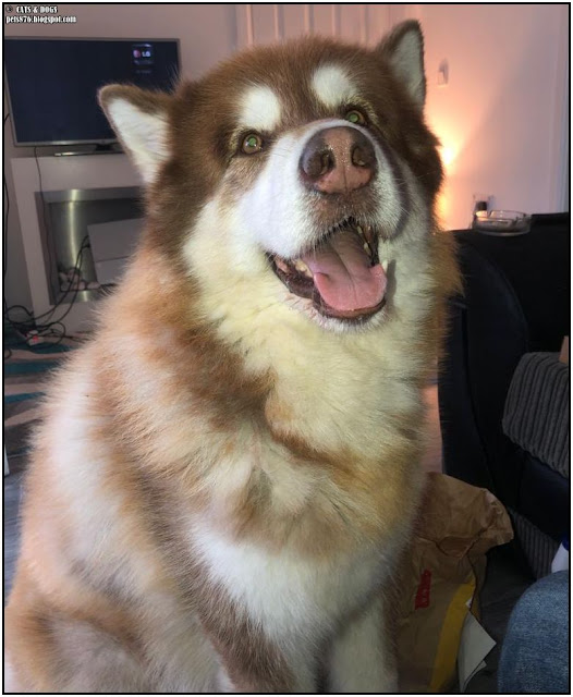 alaskan malamute