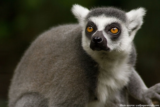 Interesting facts about lemurs