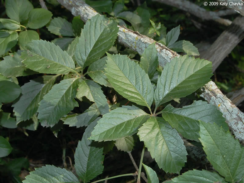 Девичий виноград прикреплённый / Девичий виноград садовый (Parthenocissus inserta)