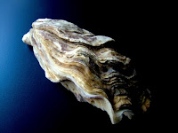 Oysters