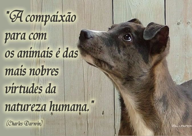 DELEGACIA DE PROTEÇÃO AOS ANIMAIS