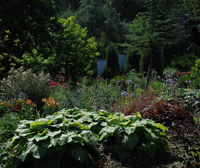 Hosta plantaginea